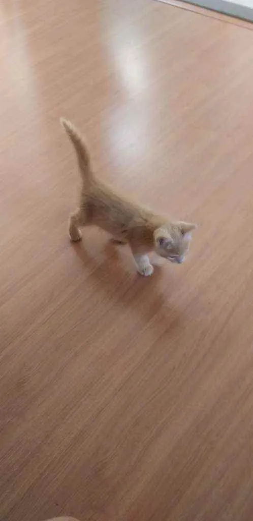 Gato raça Não definida  idade 2 a 6 meses nome Bloom