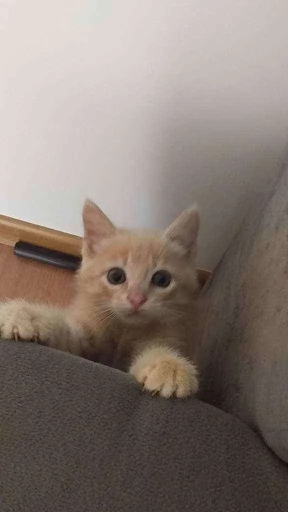 Gato raça Não definida  idade 2 a 6 meses nome Bloom