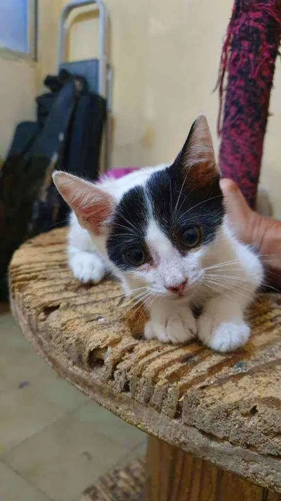 Gato raça Sem raça definida  idade 2 a 6 meses nome Samy