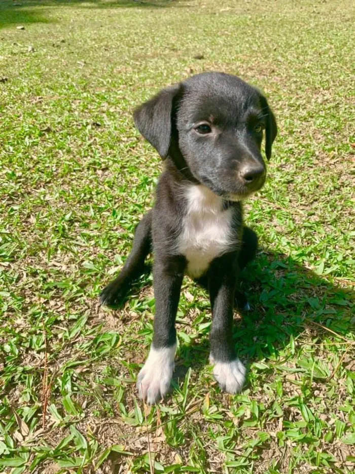 Cachorro ra a SRD-ViraLata idade 2 a 6 meses nome Bebês Muito Fofos