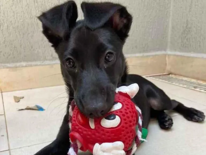 Cachorro raça Não identificada  idade 7 a 11 meses nome Luna