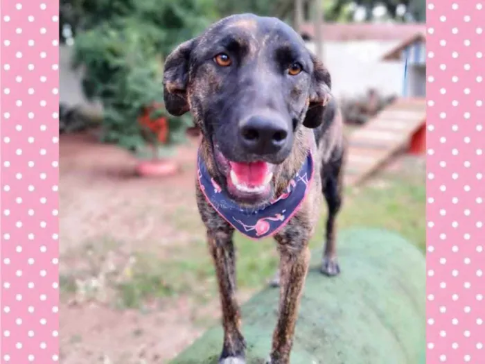 Cachorro ra a srd idade 1 ano nome KEIKO