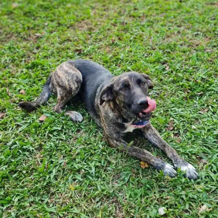 Cachorro ra a srd idade 1 ano nome KEIKO