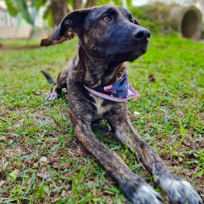 Cachorro ra a srd idade 1 ano nome KEIKO