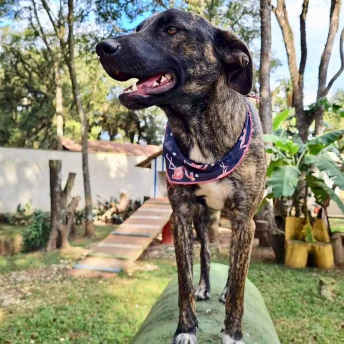 Cachorro ra a srd idade 1 ano nome KEIKO