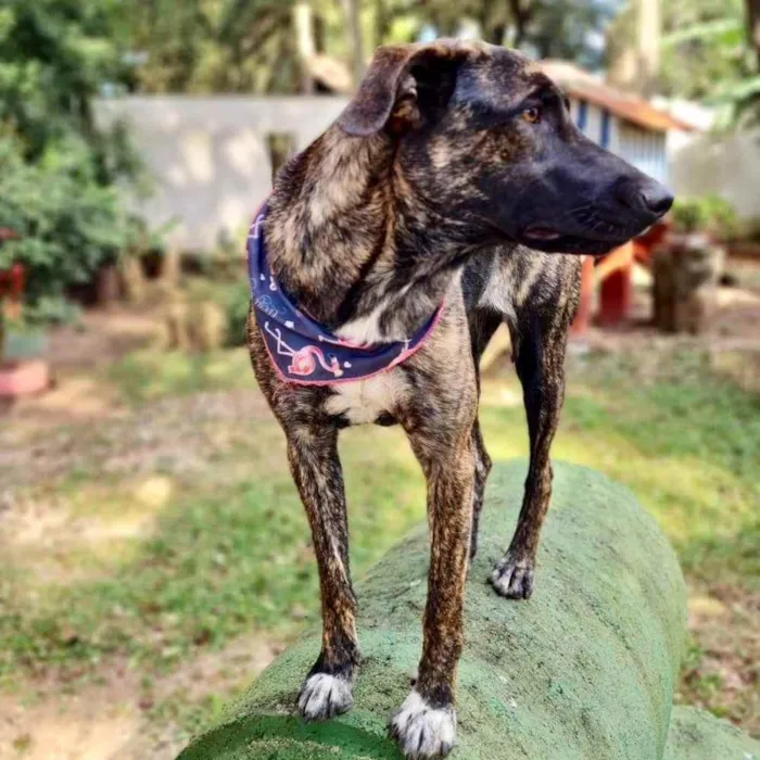 Cachorro ra a srd idade 1 ano nome KEIKO