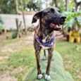 KEIKO