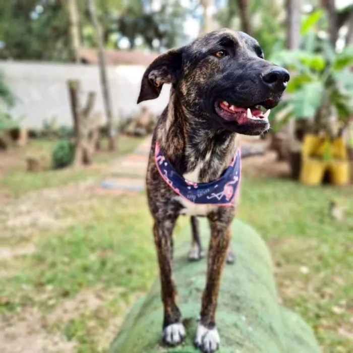 Cachorro ra a srd idade 1 ano nome KEIKO