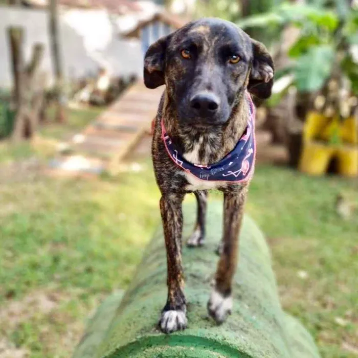 Cachorro ra a srd idade 1 ano nome KEIKO