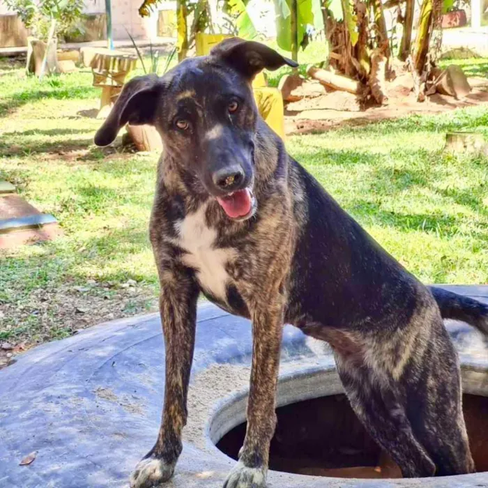 Cachorro ra a srd idade 1 ano nome KEIKO