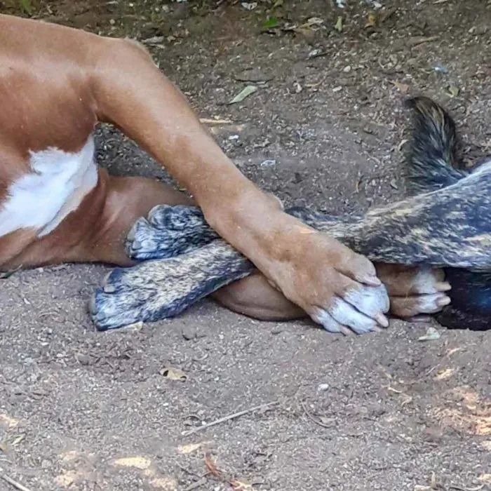 Cachorro ra a srd idade 1 ano nome KEIKO