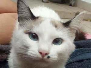 Gato raça Sem raça definida idade 2 a 6 meses nome Floco