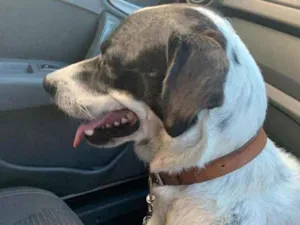 Cachorro raça Srd idade 7 a 11 meses nome Sem nome