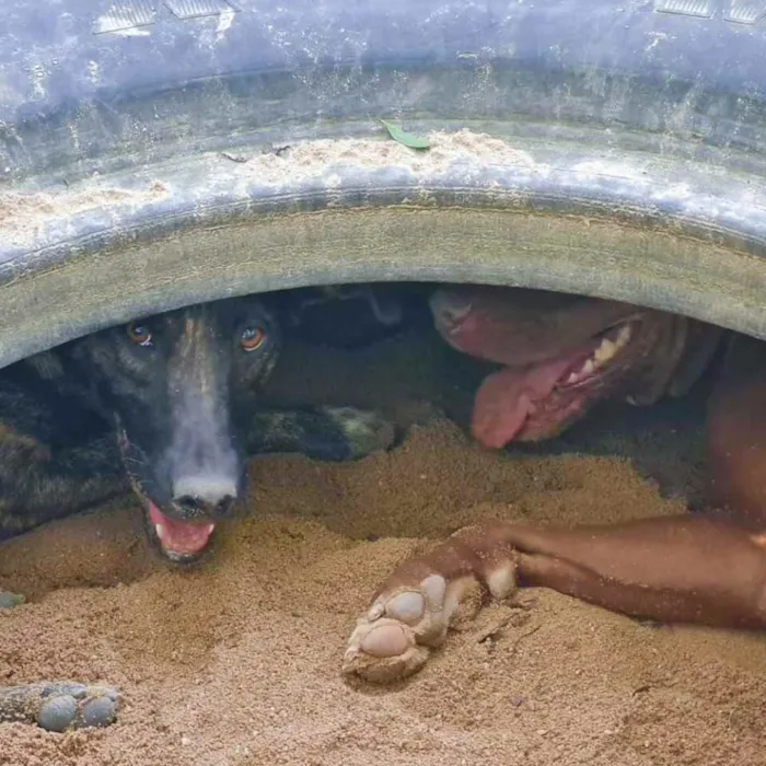 Cachorro ra a srd idade 1 ano nome KEIKO