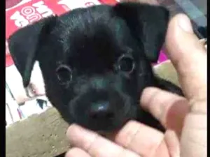 Cachorro raça Srd idade Abaixo de 2 meses nome Pretinho