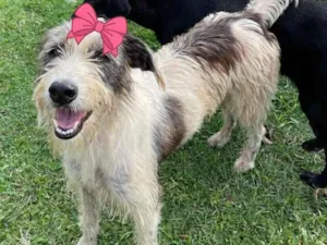 Cachorro raça Srd idade 2 anos nome Espoleta