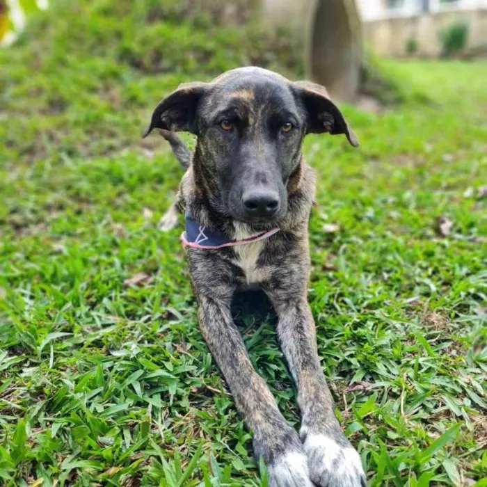 Cachorro ra a srd idade 1 ano nome KEIKO