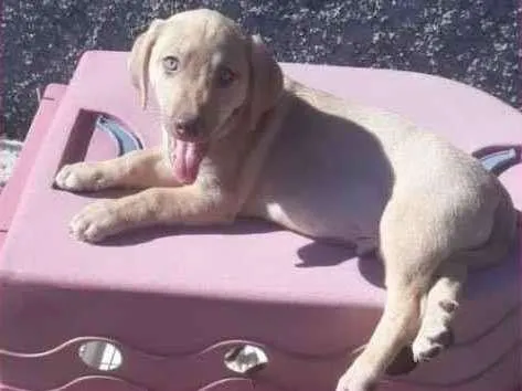 Cachorro raça SRD-ViraLata idade 2 a 6 meses nome TOTÓ