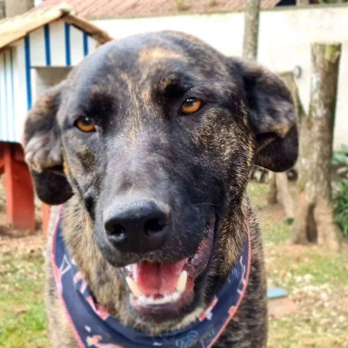 Cachorro ra a srd idade 1 ano nome KEIKO