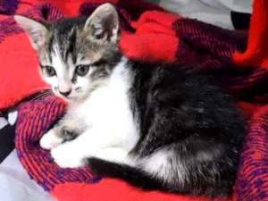 Gato raça S/D Vira Lata idade 2 a 6 meses nome Brad Piti 