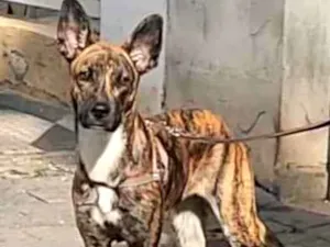 Cachorro raça SRD idade 7 a 11 meses nome BLOOM