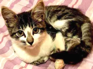 Gato raça SRD idade 2 a 6 meses nome JOHN