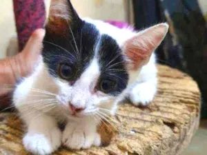 Gato raça Sem raça definida  idade 2 a 6 meses nome Samy