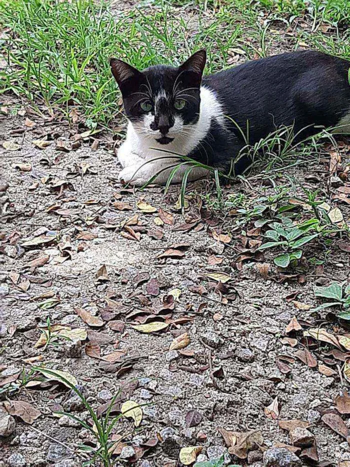 Gato raça srd idade 1 ano nome Silvinho e Silvinha