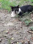 Silvinho e Silvinha