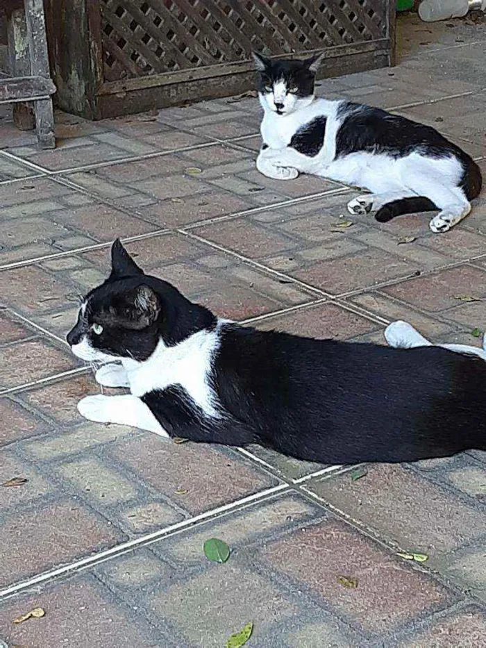 Gato raça srd idade 1 ano nome Silvinho e Silvinha
