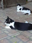 Silvinho e Silvinha