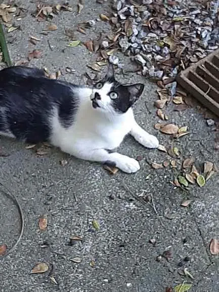 Gato raça srd idade 1 ano nome Silvinho e Silvinha