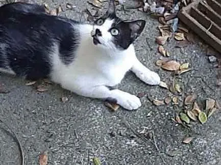 Gato raça srd idade 1 ano nome Silvinho e Silvinha