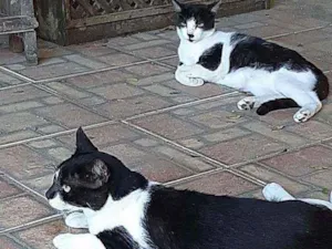 Gato raça srd idade 1 ano nome Silvinho e Silvinha