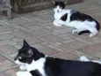 Silvinho e Silvinha