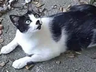 Gato raça srd idade 1 ano nome Silvinho e Silvinha