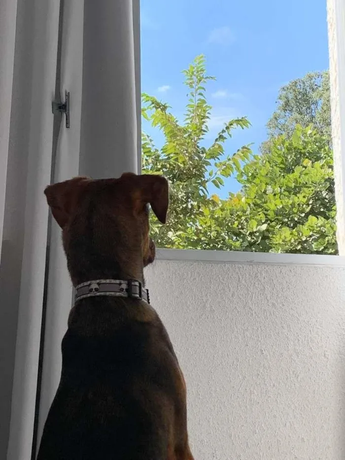 Cachorro raça SRD-ViraLata idade 7 a 11 meses nome Trovão