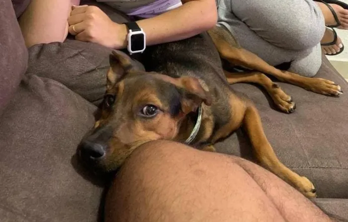 Cachorro raça SRD-ViraLata idade 7 a 11 meses nome Trovão