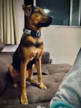Trovão
