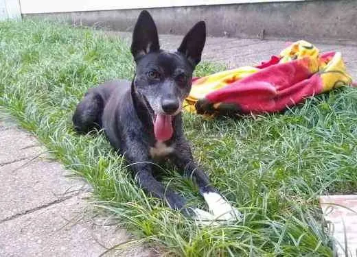 Cachorro ra a Sem raça  idade  nome Bob