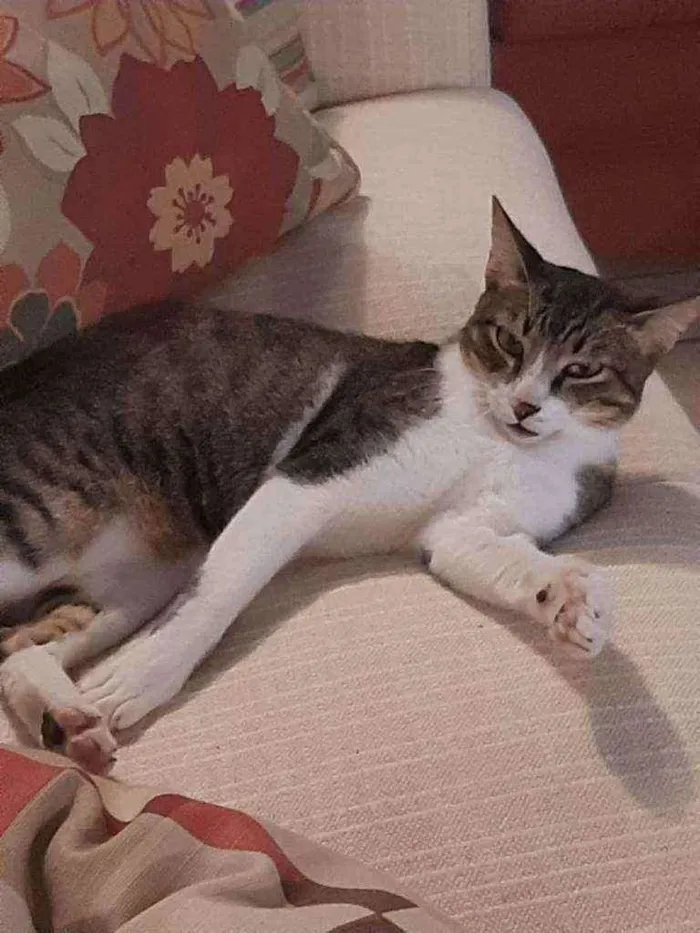 Gato raça srd idade 1 ano nome Agradecido