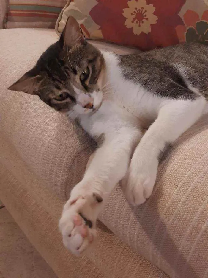 Gato raça srd idade 1 ano nome Agradecido