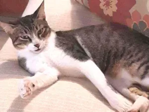 Gato raça srd idade 1 ano nome Agradecido