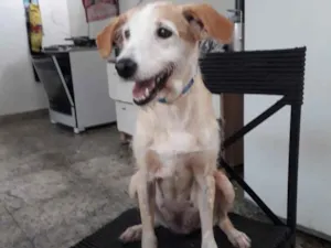 Cachorro raça SRD-ViraLata idade 2 anos nome clara