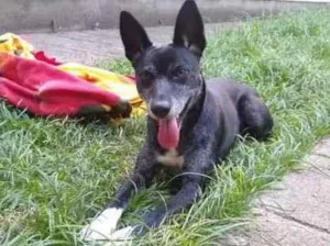 Cachorro raça Sem raça  idade  nome Bob