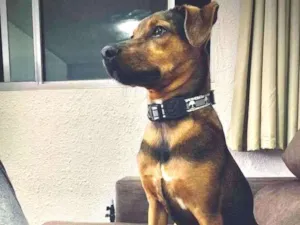 Cachorro raça SRD-ViraLata idade 7 a 11 meses nome Trovão