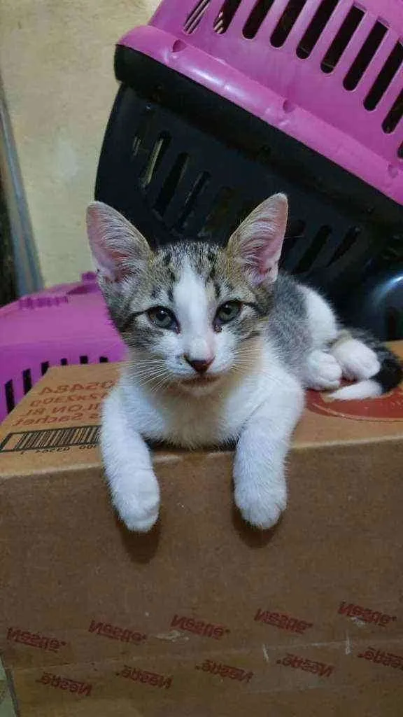 Gato raça Sem raça definida  idade 2 a 6 meses nome Jujuba 