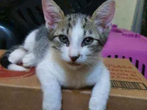 Gato raça Sem raça definida  idade 2 a 6 meses nome Jujuba 