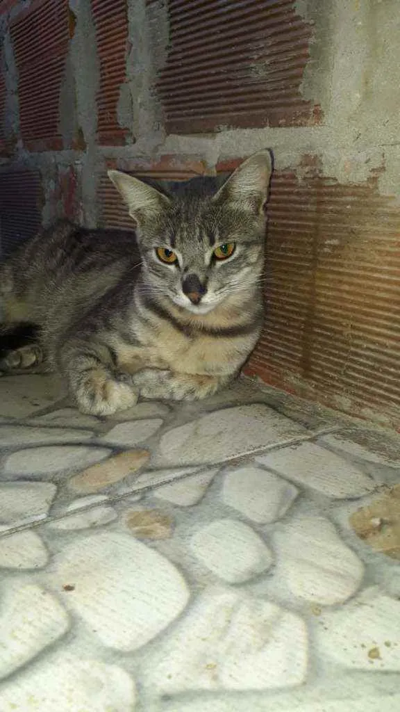 Gato raça Sem raça definida  idade 2 a 6 meses nome Jujuba