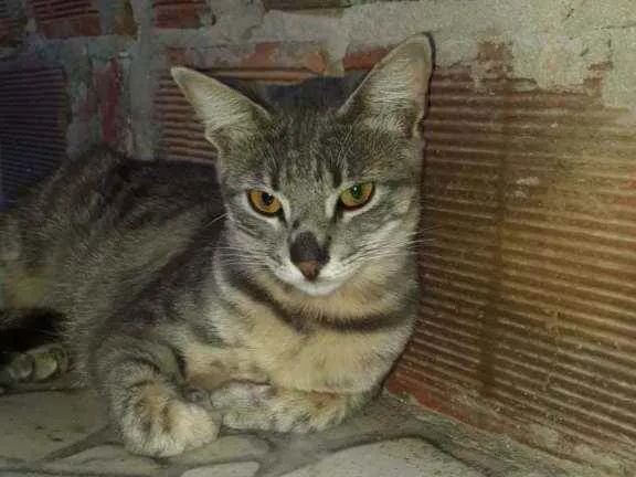 Gato raça Sem raça definida  idade 2 a 6 meses nome Jujuba